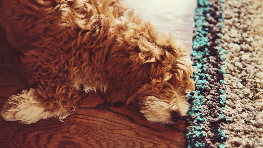 Собака лежит на полу рядом с ковром