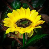 Фото