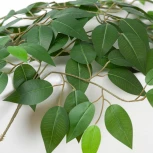 Подвесная люстра Lussole LGO Idaho SY7898