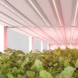 Светодиодная лента FITOLUX-A66-8mm 24V Red660 (11 W/m, IP20, 5m) (Arlight, Открытый) 045214