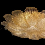 Потолочный светильник, блестки в стекле с цветами Cloyd Herbary 11308 (220V, цветы)