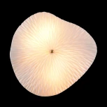 Настенный светильник Crystal Lux CONTESSA AP2.2 (220V)