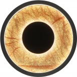 Настенный светильник Favourite Tallar 4445-1W (LED, 220V, круглые)