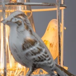 Бра Arte Lamp Cincia A5090AP-1WG (220V, птички)