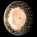 Настенный светильник Crystal Lux CONTESSA AP2.1 (220V, круглые)