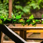 Садовая гирлянда на солнечной батарее «Плющ». 20 светодиодов, 1*АА Ni-Mh аккумулятор в/к. IP44 Uniel USL-S-135/PT2000 IVY