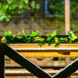 Садовая гирлянда на солнечной батарее «Плющ». 20 светодиодов, 1*АА Ni-Mh аккумулятор в/к. IP44 Uniel USL-S-135/PT2000 IVY