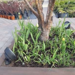 Прожектор уличный Fumagalli Tommy 2M1.001.000.AXD1L (220V, IP66)