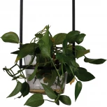 Подвесной светильник Favourite Situla 1975-1P (220V, на цепи)