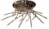 LSQ-7217-20 Потолочный светильник Lussole Spoleto LSQ-7217-20