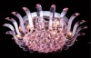 FRESH PL8 PINK Crystal Lux Fresh PL8 PINK