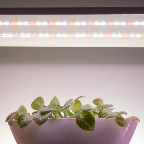 Светодиодная лента для растений 12V 5м ЭРА FITO-Strip Light-Rа90-300LED-5m-12V-IP65