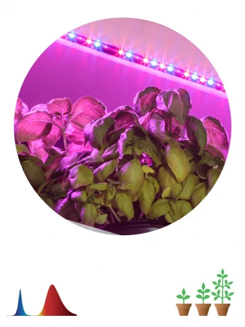 Светодиодная лента для растений 12V 2м ЭРА FITO-Strip Light-RB-2m