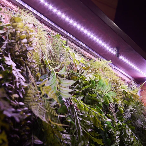 Комплект светодиодной ленты 3м, спектр для фотосинтеза, адаптер 24Вт Uniel ULS-P71-2835-42LED/m-IP65-3M-SPLE RRP24C00