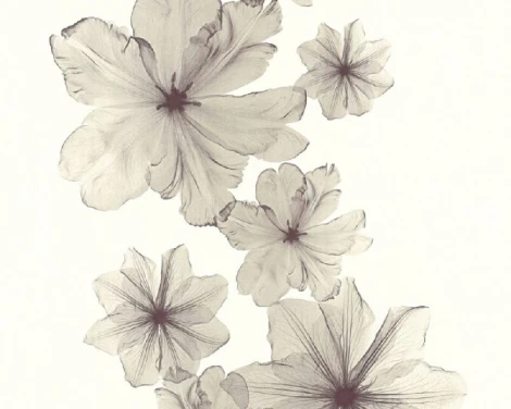 Обои виниловые A.S. Creation X-Ray 34272-2 10,05 x 0,53 м