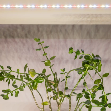 Светодиодная лента для растений 12V 3м ЭРА FITO-Strip Light-Rа90-3m