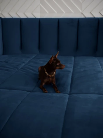 ВЕНЕЦИЯ Кровать-диван прямой синий, 140 D1 furniture арт.AAA41371008