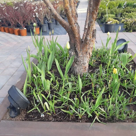 Прожектор уличный Fumagalli Tommy 2M1.001.000.AXD1L (220V, IP66)