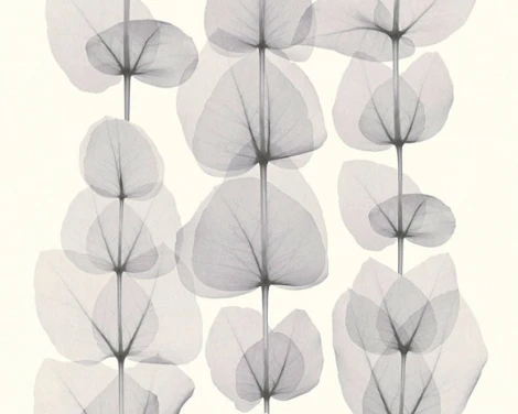 Обои виниловые A.S. Creation X-Ray 34245-1 10,05 x 0,53 м