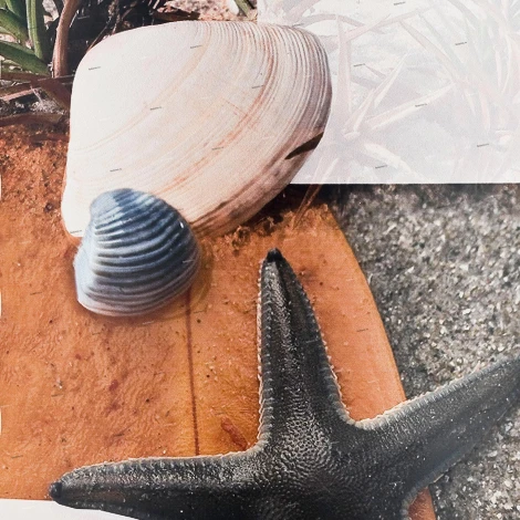 Настенный светильник Alfa Sheel 91387