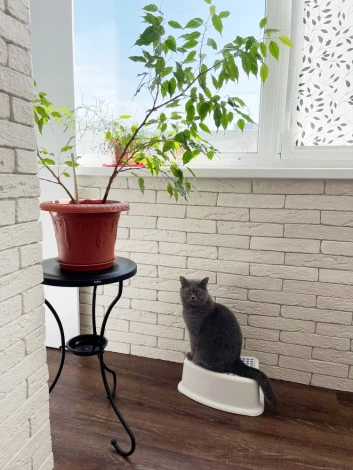 Столик журнальный Sheffilton SHT-CT10-1 черный муар