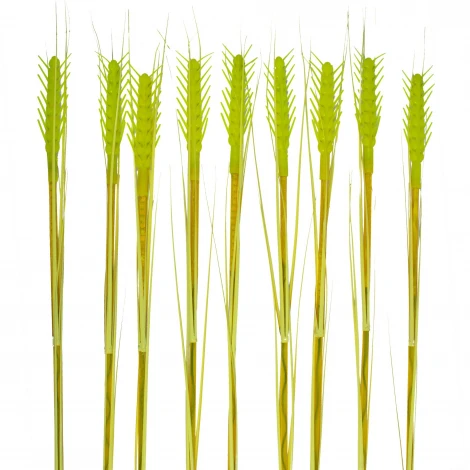 Садовый светильник на солнечной батарее «Колосья», в комплекте из 10 штук. 120 светодиодов, 1*АА Ni-Mh аккумулятор в/к. IP44 Uniel USL-S-817/PT800 CORN SET10