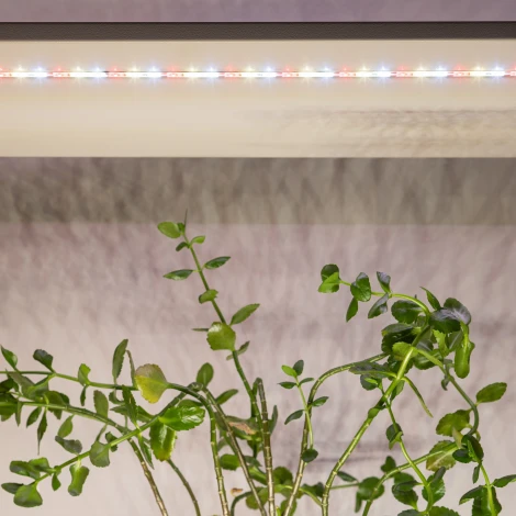 Светодиодная лента для растений 12V 5м ЭРА FITO-Strip Light-Rа90-300LED-5m-12V-IP65